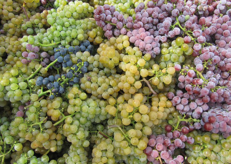 Auf dem Bild liegen abgeschnittene helle und blaue Weintrauben durcheinander.