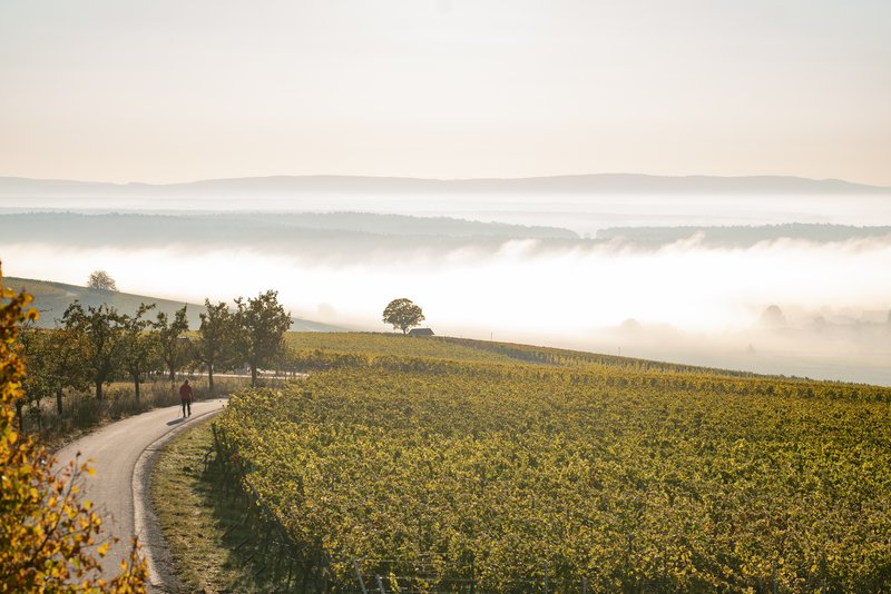 Weg in den Weinbergen bei Volkach