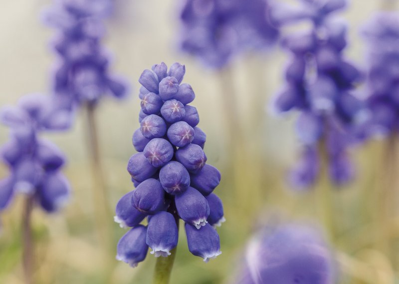 Nahaufnahme einer Traubenhyazinthe.