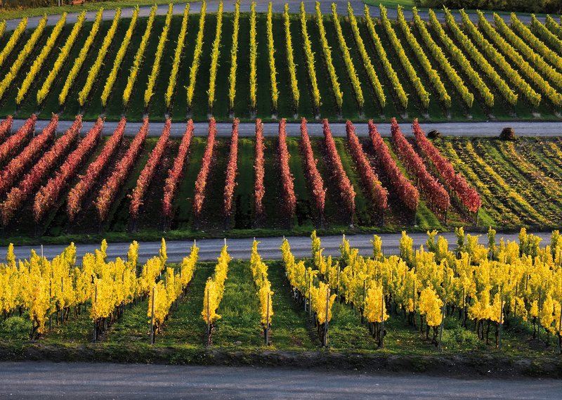 Blick auf drei hintereinander liegende Rebflächen in den Farbtönen grün, rot und gelb.